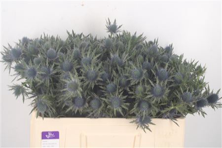 <h4>Eryngium Aquarius Qstar</h4>