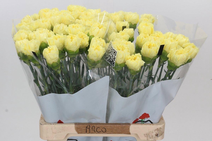 <h4>DI ST DILETTA</h4>