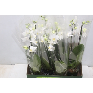 PHALAENOPSIS MINI P09 BRANCO 2 HT