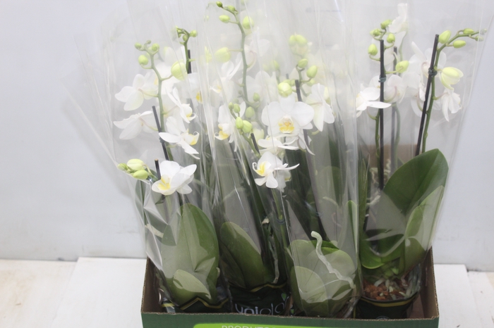 <h4>PHALAENOPSIS MINI P09 BRANCO 2 HT</h4>
