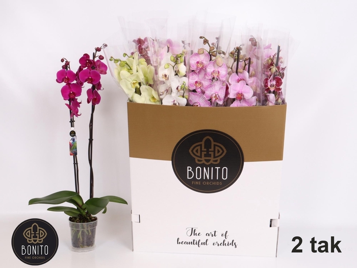 <h4>PHAL GEM 10 KL</h4>