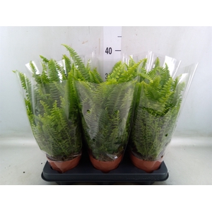 Nephrolepis exal. 'Green Lady'
