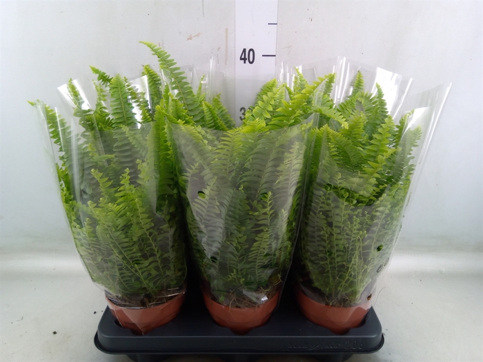 <h4>Nephrolepis exal. 'Green Lady'</h4>