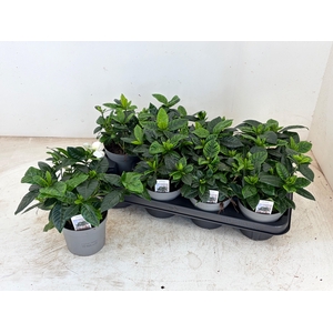 GARDENIA JASMINOIDES