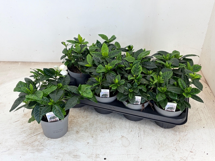 <h4>GARDENIA JASMINOIDES</h4>