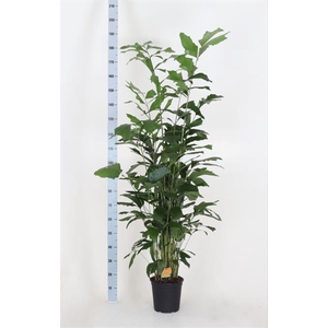 CARYOTA MITIS
