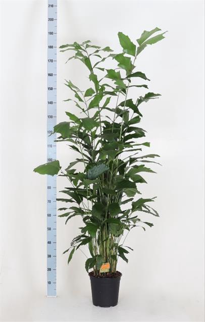 CARYOTA MITIS