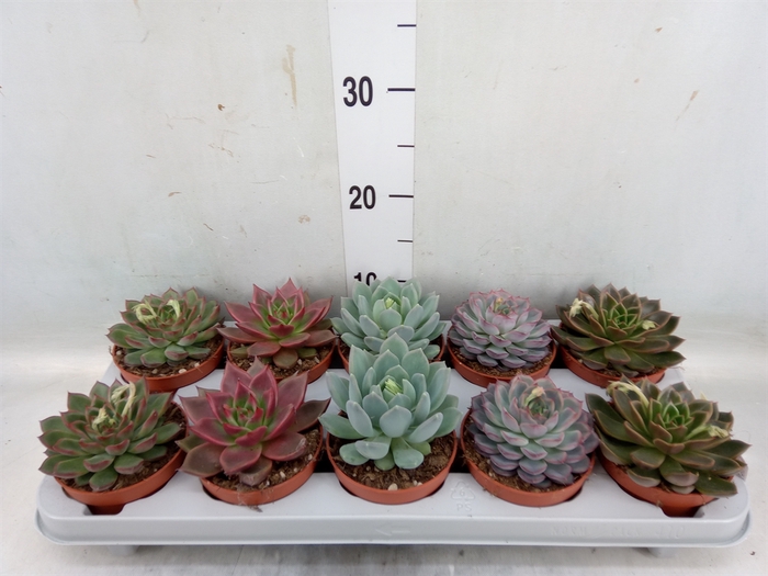 <h4>Echeveria   ...mix</h4>