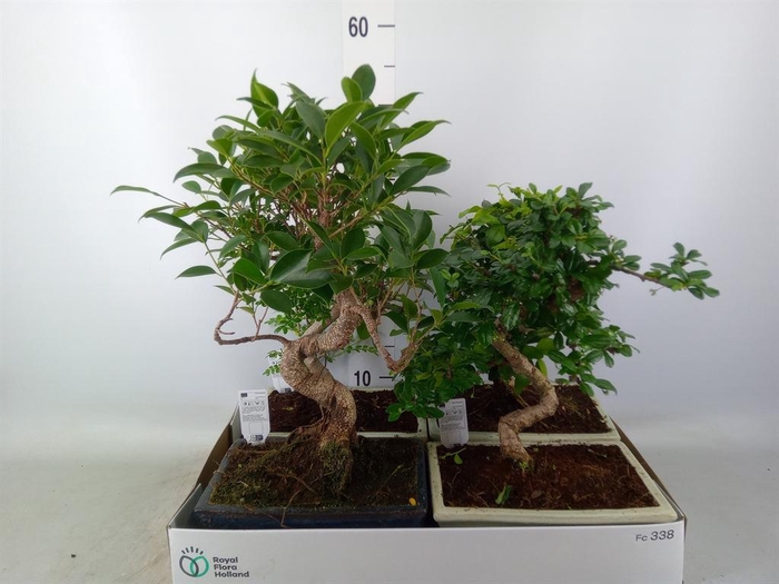 <h4>Bonsai   ...mix</h4>