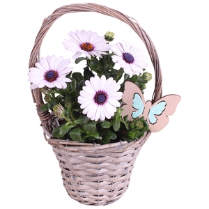 Spring Flower Arr. Outdoor Willow Handle Basket Ø15cm 1PP