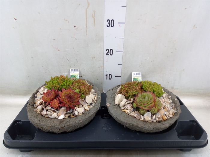 <h4>Arr.   Tuinplanten L%</h4>