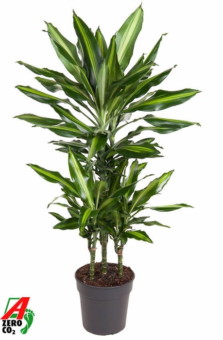 <h4>Dracaena Cintho</h4>