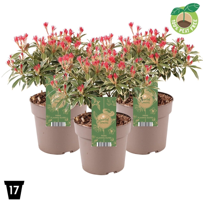 Pieris Flaming Silver