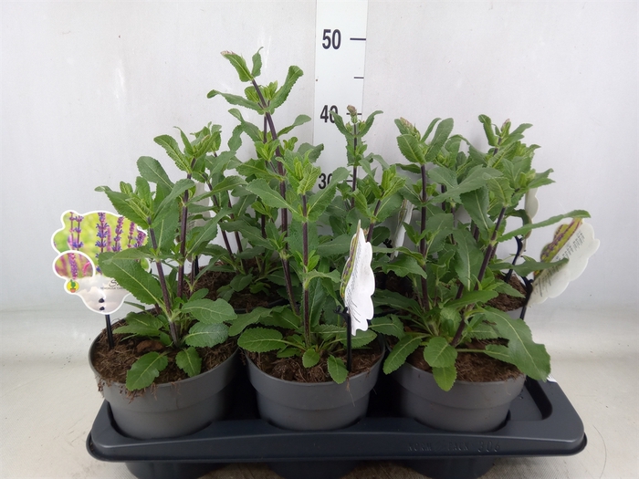 <h4>Salvia nemorosa</h4>