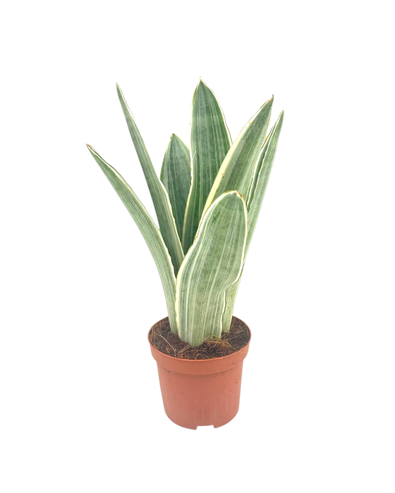 <h4>Sansevieria metallica 9 cm</h4>