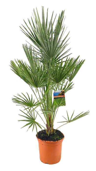 <h4>Chamaerops humilis</h4>