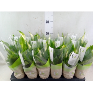 Spathiphyllum  'Chopin'