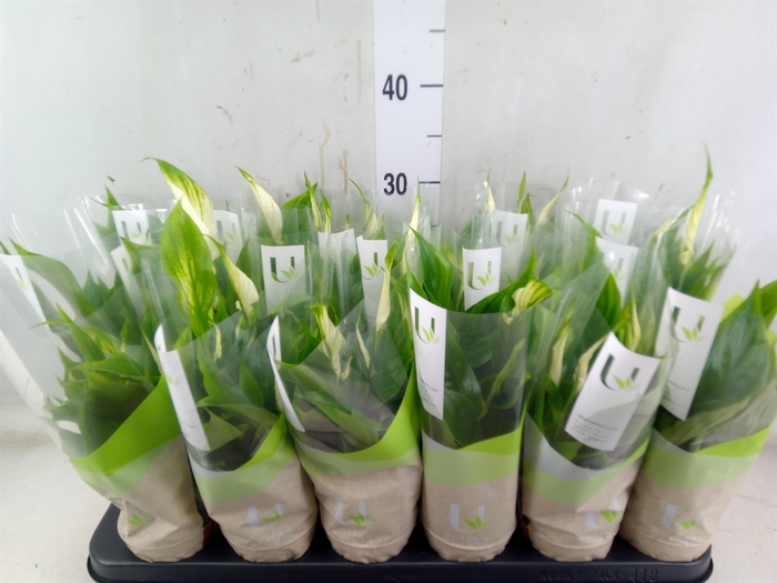 <h4>Spathiphyllum  'Chopin'</h4>