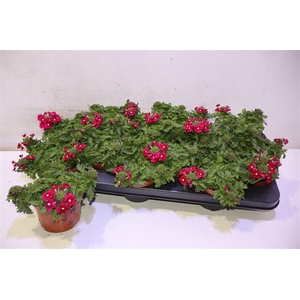 Verbe Drums Purp Red