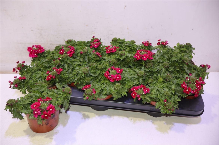 <h4>Verbe Drums Purp Red</h4>