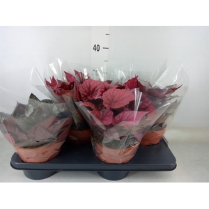 Begonia BD 'Beleaf'   ...mix
