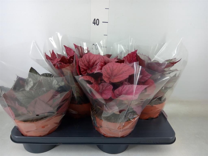<h4>Begonia BD 'Beleaf'   ...mix</h4>