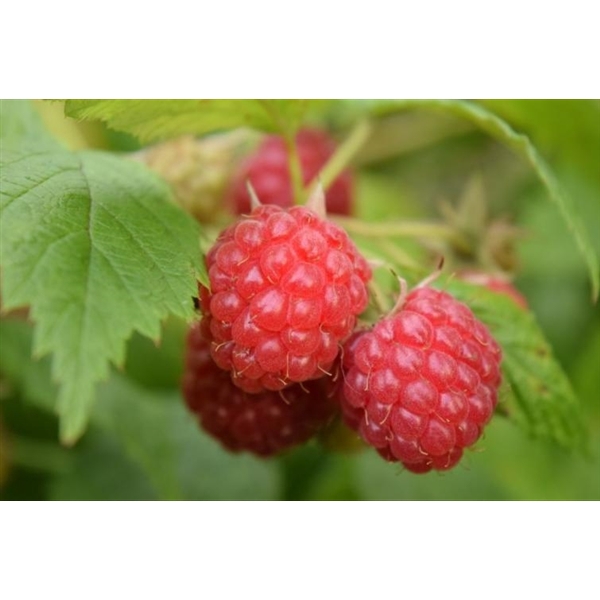 Rubus idaeus 'Willamette' +light label