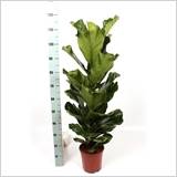 FICUS LYRATA