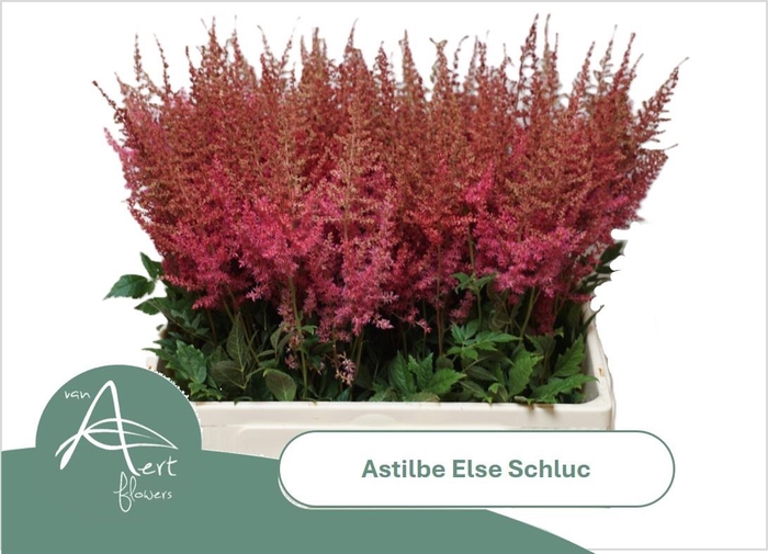 <h4>ASTIL AR ELSE SCHLUC</h4>