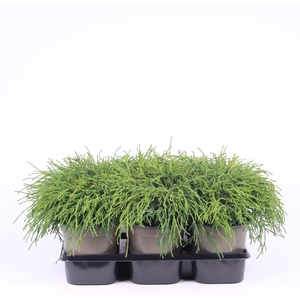 Chamaecyparis Filifera Na