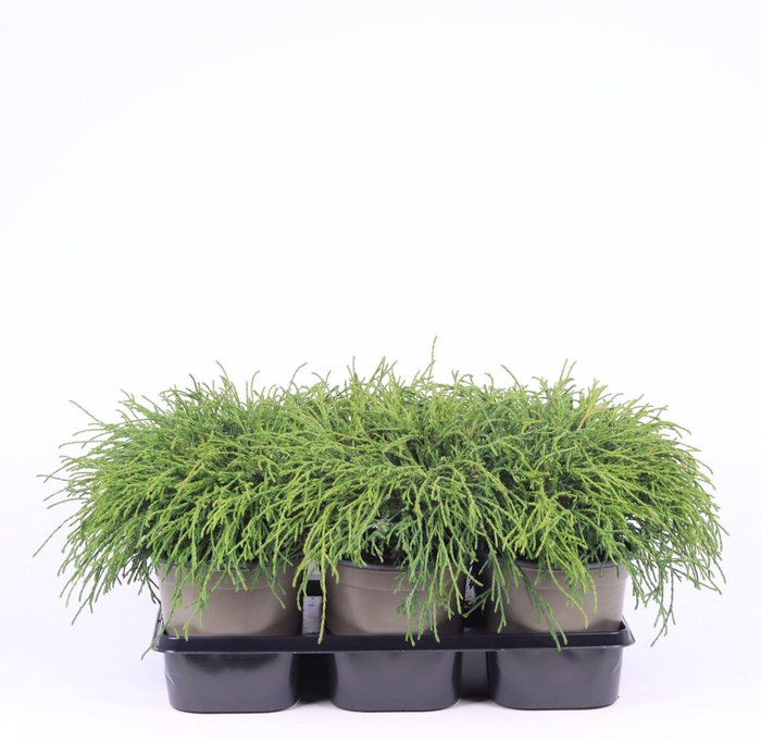 <h4>Chamaecyparis Filifera Na</h4>