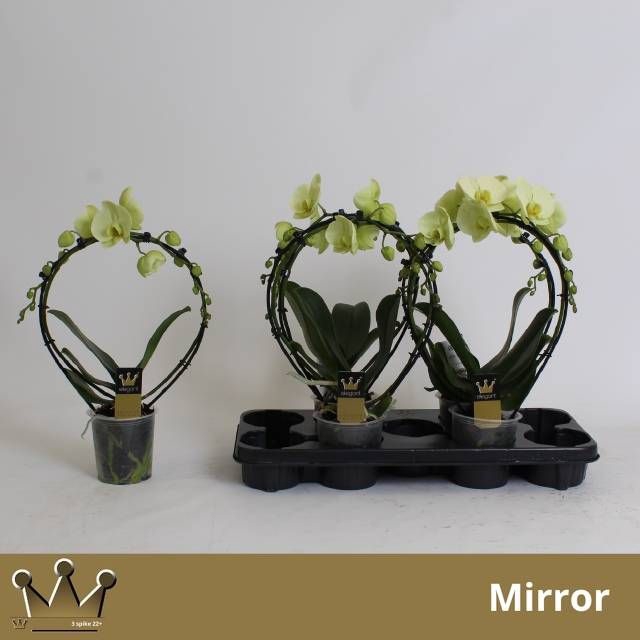 <h4>PHAL EL CASCADE</h4>