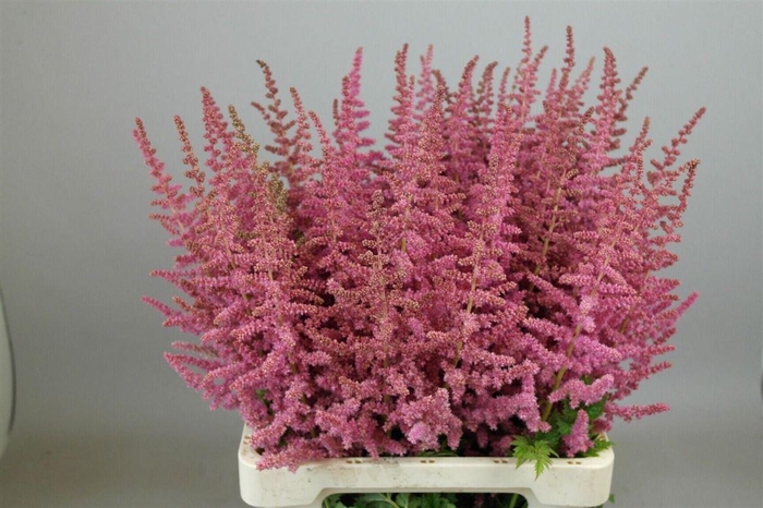 <h4>Astilbe Ch Loud N Proud</h4>