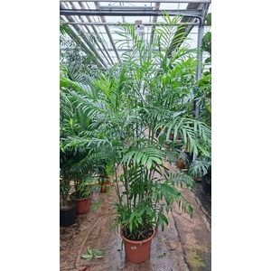 Chamaedorea seifrizii