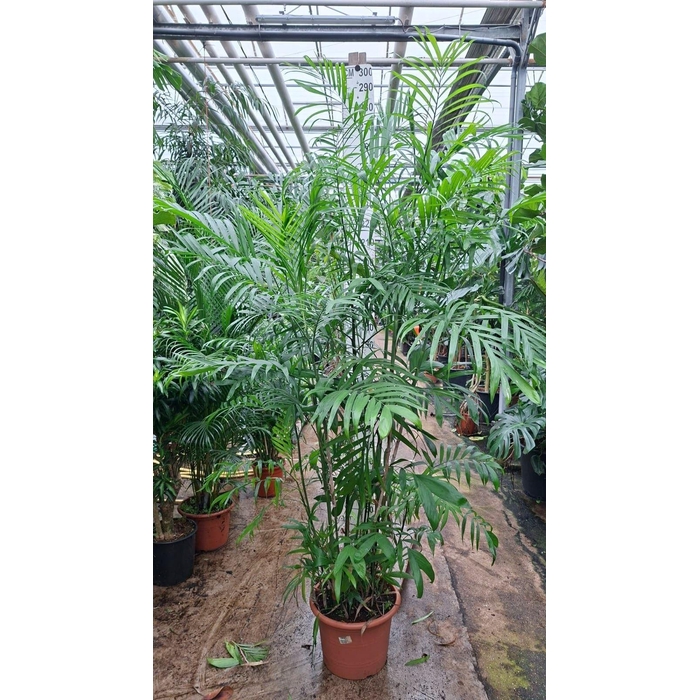 <h4>Chamaedorea seifrizii</h4>