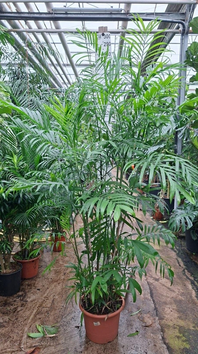 <h4>Chamaedorea seifrizii</h4>