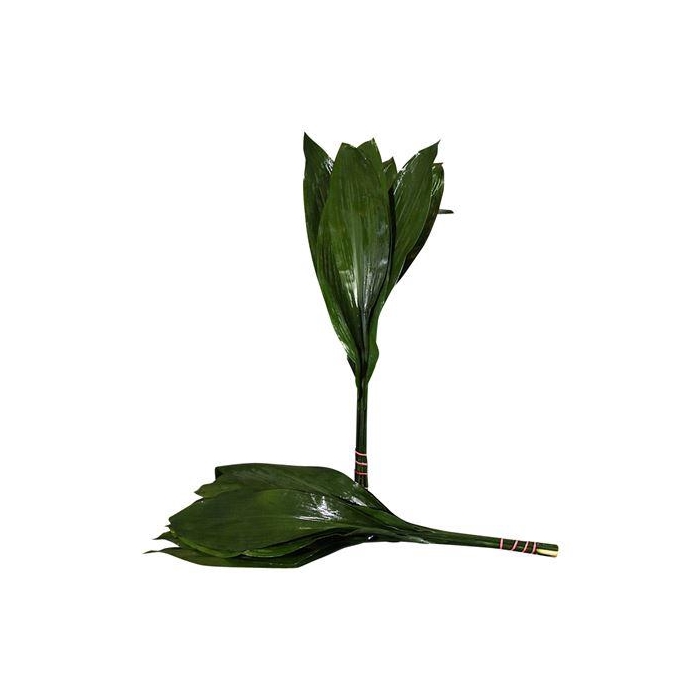 <h4>ASPIDISTRA  80 CM GT</h4>