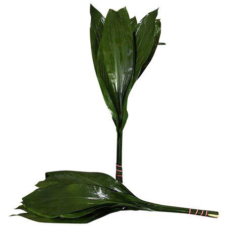 <h4>ASPIDISTRA  50 CM GT</h4>