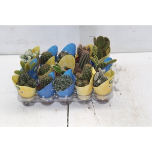 CACTUS MINI P06