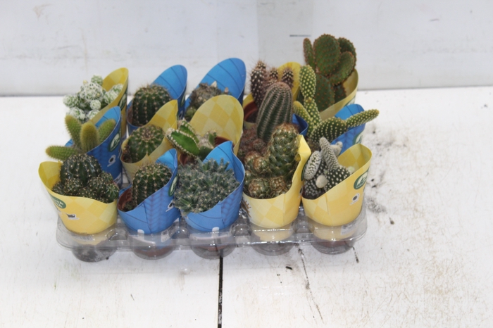 CACTUS MINI P06