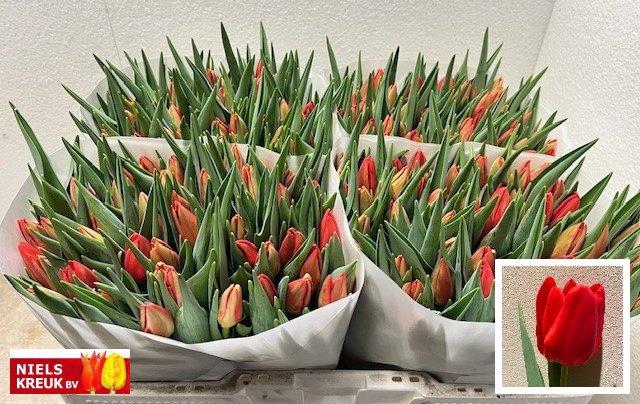 <h4>TU EN BEN FIRE</h4>