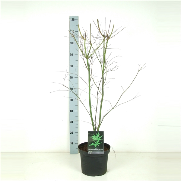 <h4>Acer palmatum P26 Full CC</h4>