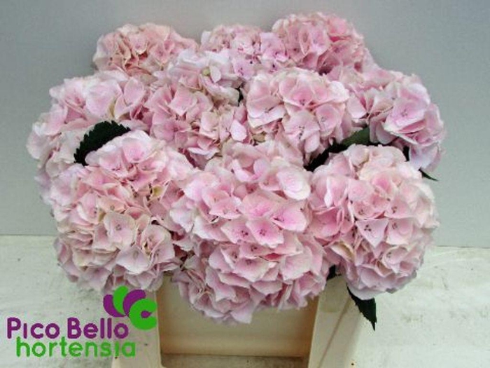 Hydrangea my beautiful pink touch