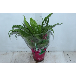 ASPLENIUM OSAKA CRESPO P19