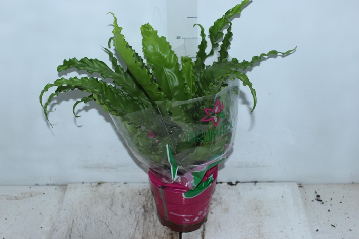 ASPLENIUM OSAKA CRESPO P19