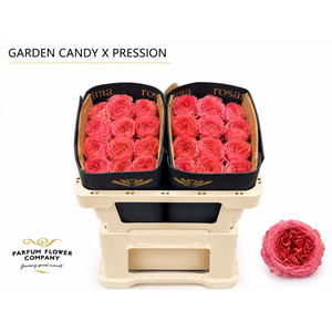 Rosa Garden Candy Xpression