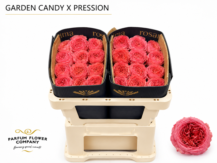 <h4>Rosa Garden Candy Xpression</h4>