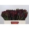 Leucadendron Saf Sunset Dark R.