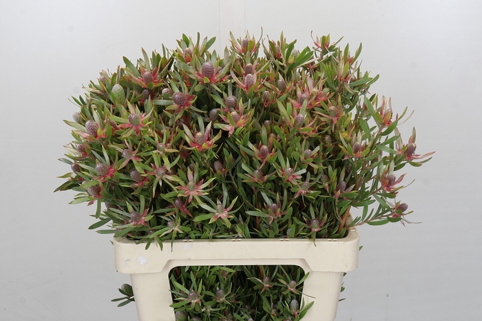 Leucadendron Ayoba Star Pearl