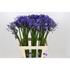 Agapanthus Uri
